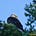 Eagle Whispers - Jeff Butts's avatar