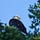Eagle Whispers