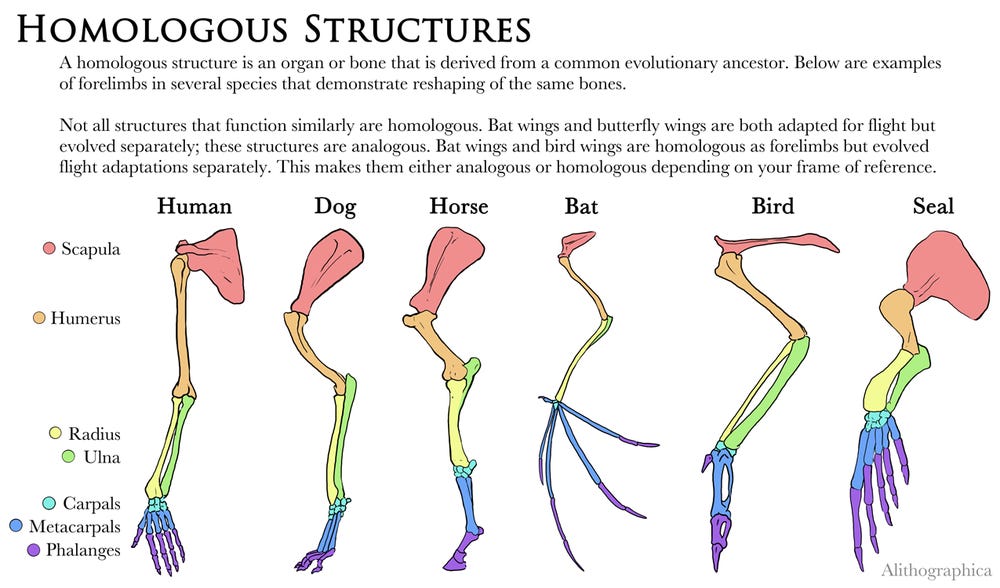 r/coolguides - Homologous Structures in Different Species' Skeltons by Jenn Deutscher r/coolguides - Homologous Structures in Different Species' Skeltons by Jenn Deutscher