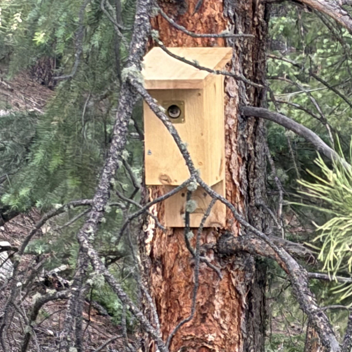 a violet green swallow with her face in the doorway of a birdhouse attached to a tree a violet green swallow with her face in the doorway of a birdhouse attached to a tree