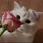 Siham's avatar