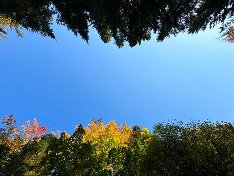 A collection of fall foliage images features: looking up at colorful treetops; a sliver of orange leaf against a dappled background; a colorful abstract of fall foliage colors.