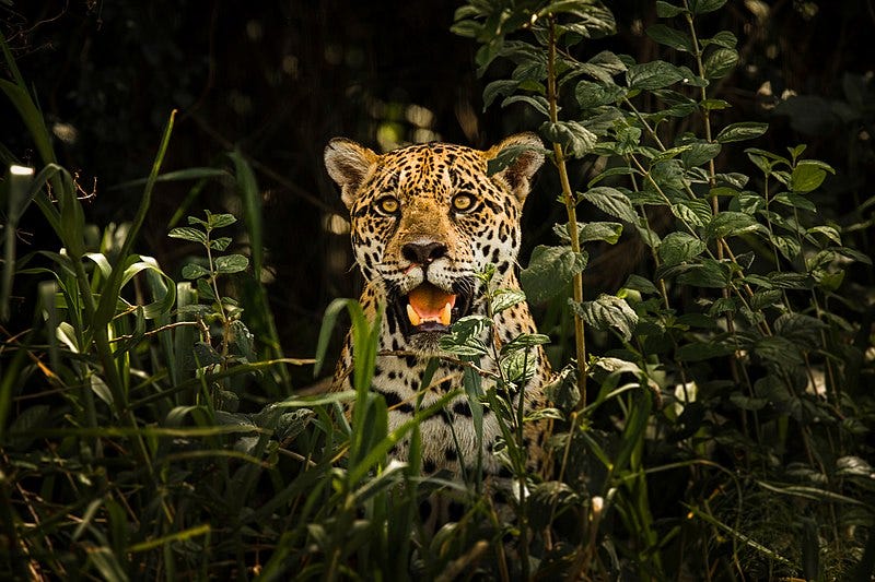 A leopard in the bushes

Description automatically generated