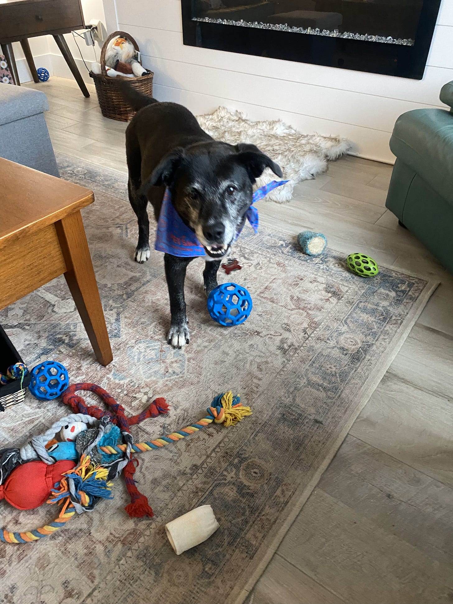 Black senior dog in living room setting, with scattered dog toys. Dog is looking up with a smile.