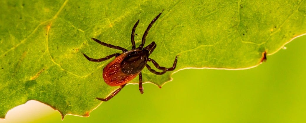  Could you have undiagnosed Lyme Disease?