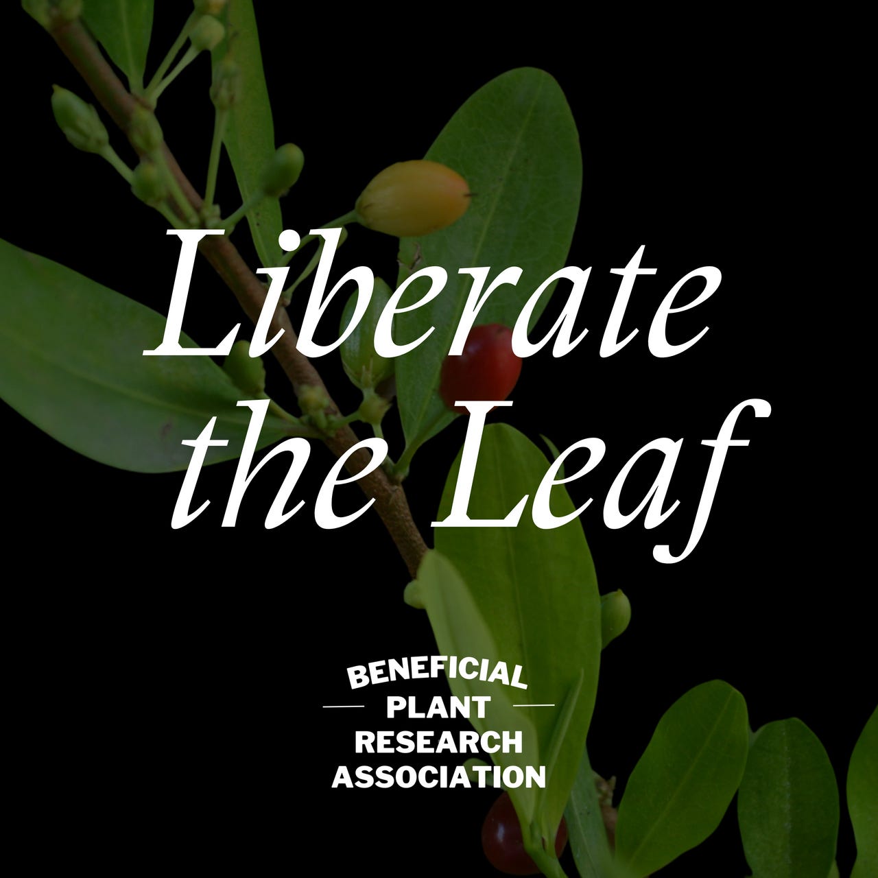 Artwork for Liberate The Leaf by BPRA