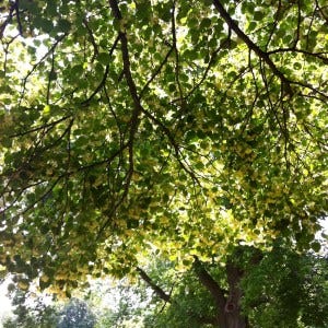 tilo tree tilo tree