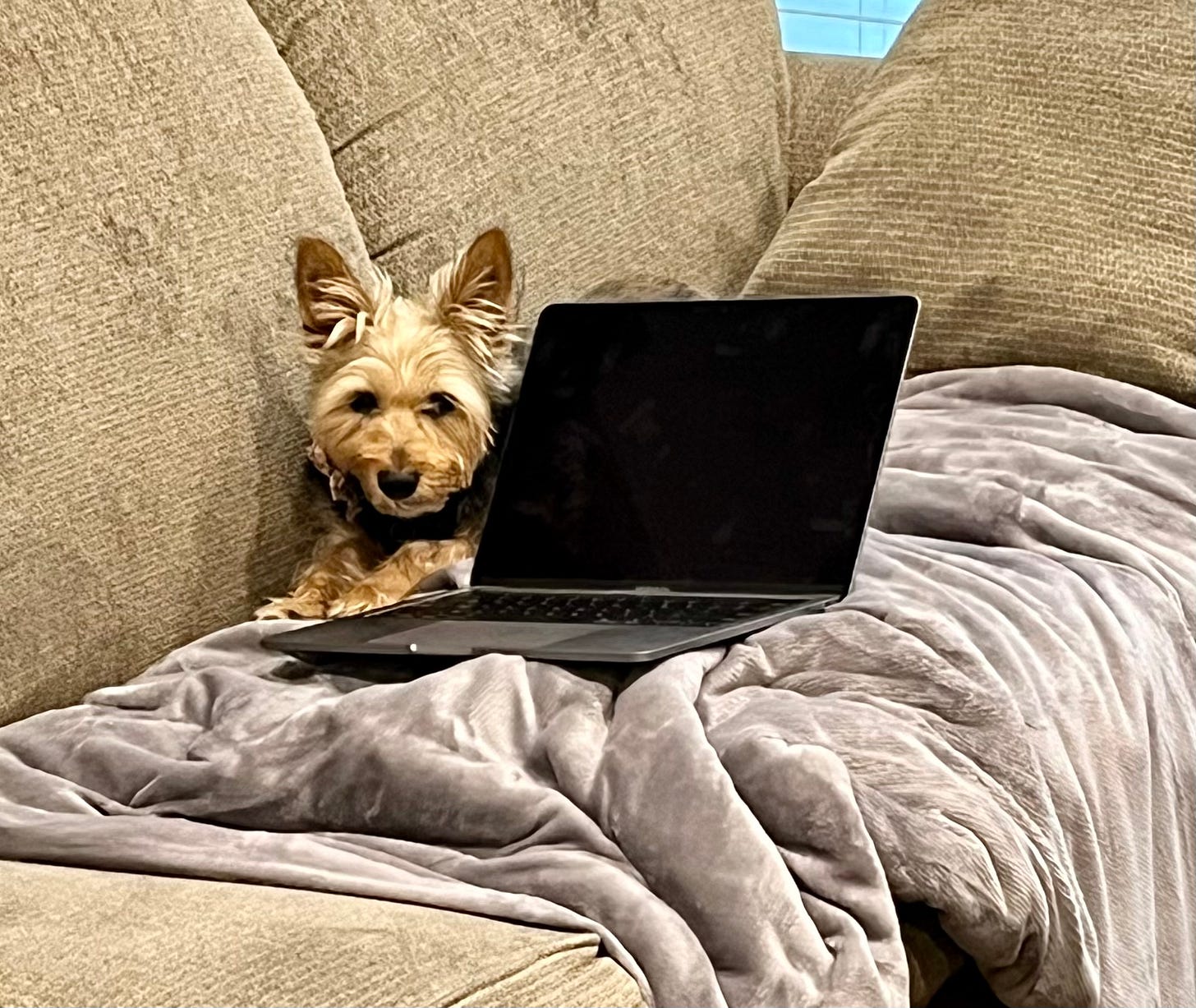 A tan and black terrier lays on a beige couch, snuggled up against a Macbook with a black screen