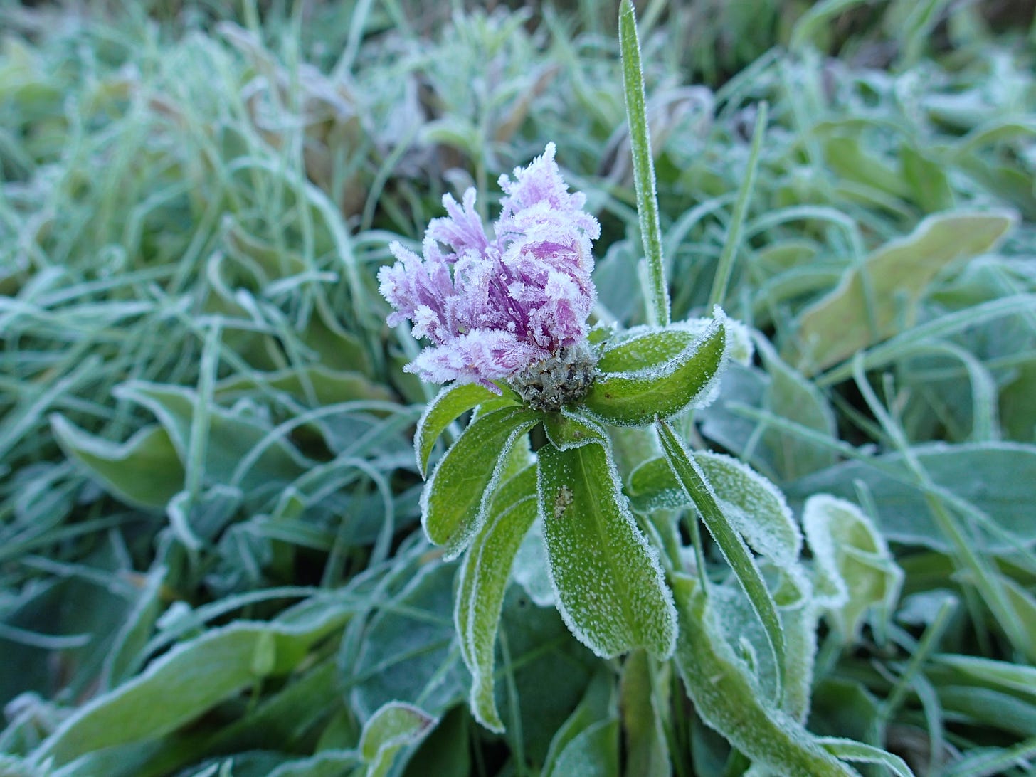 frost