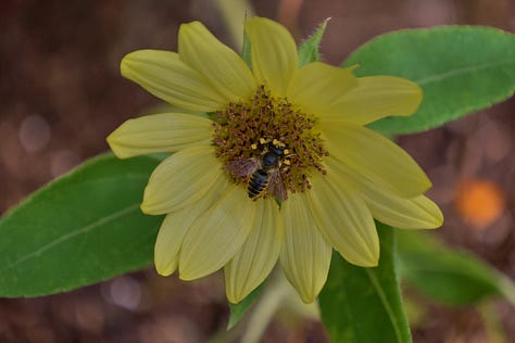 sunflowers of various colors