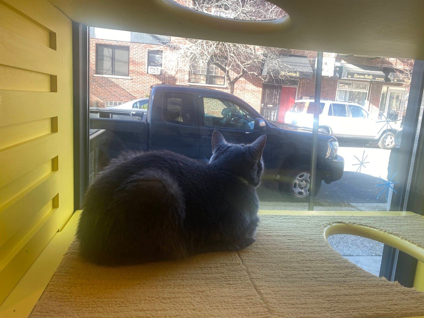 a grey cat looks out a window to a street