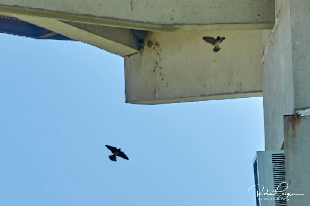 Cliff Swallows (not the best photo - sorry) Cliff Swallows (not the best photo - sorry)