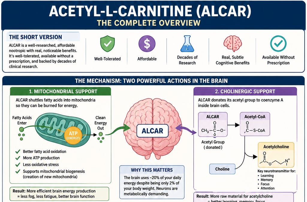 acetyl l-carnitine vs l-carnitine Acetyl L-Carnitine vs L-Carnitine: 4 Key Differences – Momentous