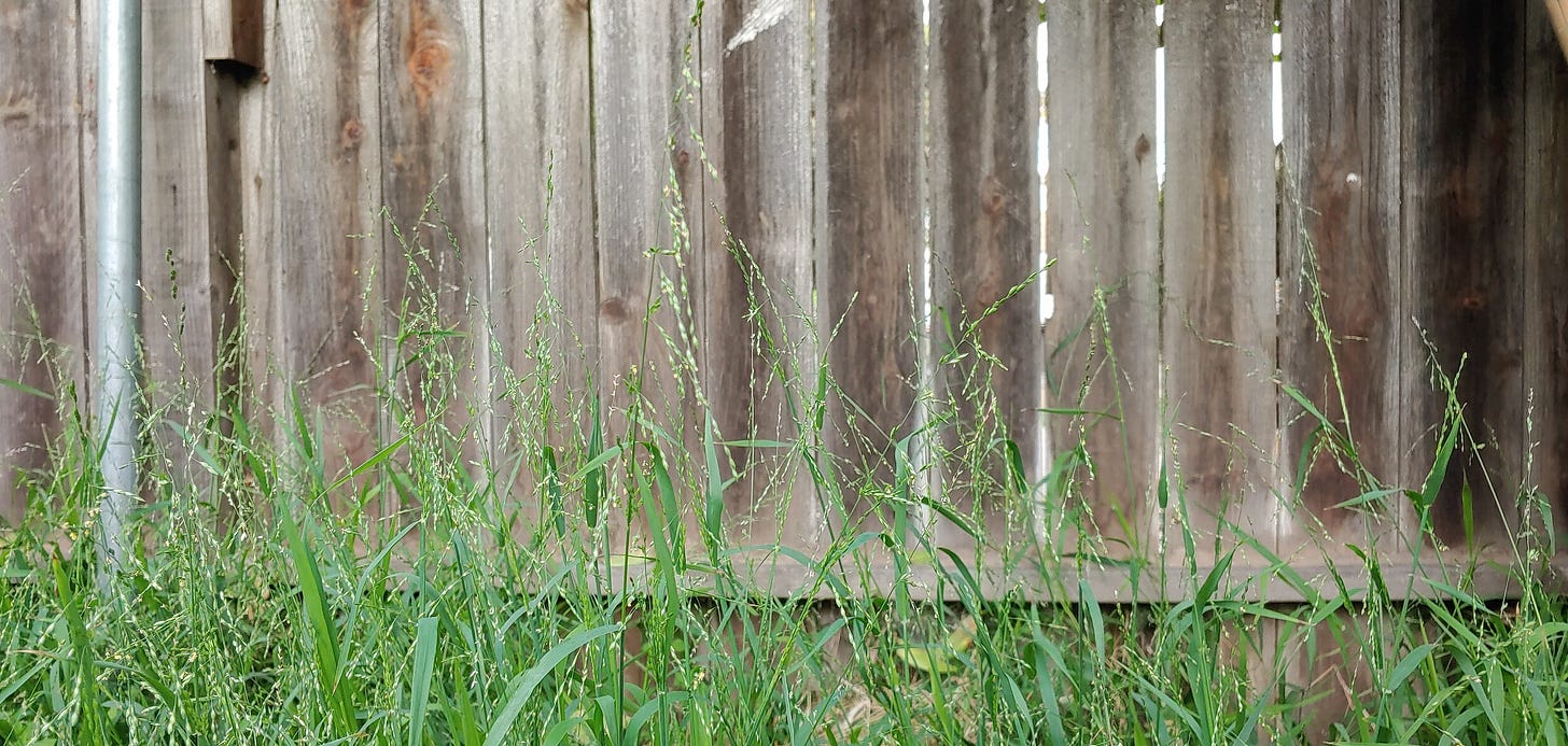  Veldt Grass -  Ehrharta Erecta  