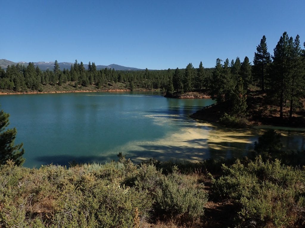 Pine pollen floating on Boca Resevoir in NorCal.