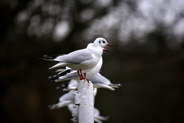 A group of white birds standing on a pole

AI-generated content may be incorrect.