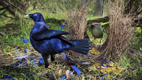 Awesome Animal - The Bowerbird - Stan C. Smith