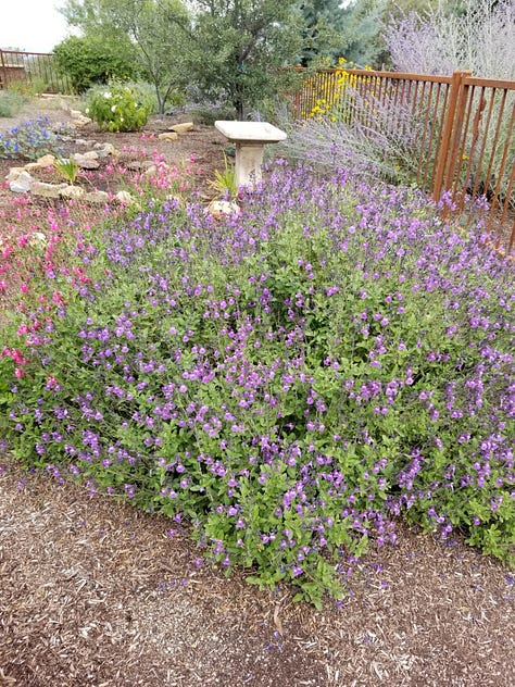California Bluebells, Hardy Hibiscus, Pink and Purple Salvia, Indian Paint, Poppies, Pink and white Hibiscus, Rock Garden