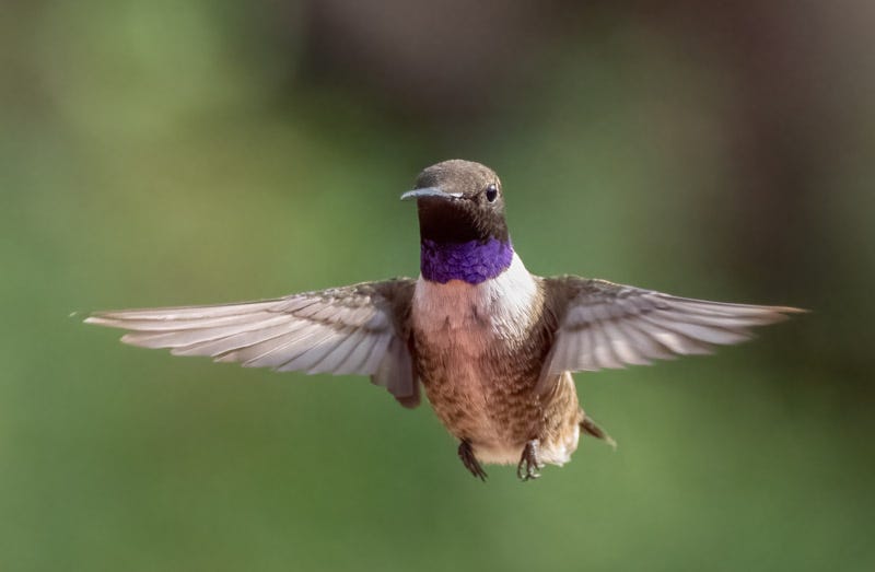 20250813-AshCanyon-78-Edit.jpg 20250813-AshCanyon-78-Edit.jpg