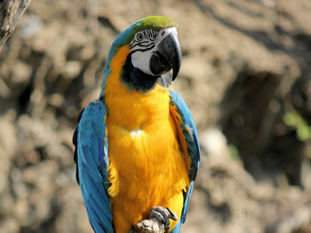 blue-and-yellow parrot perched on tree during daytime blue-and-yellow parrot perched on tree during daytime