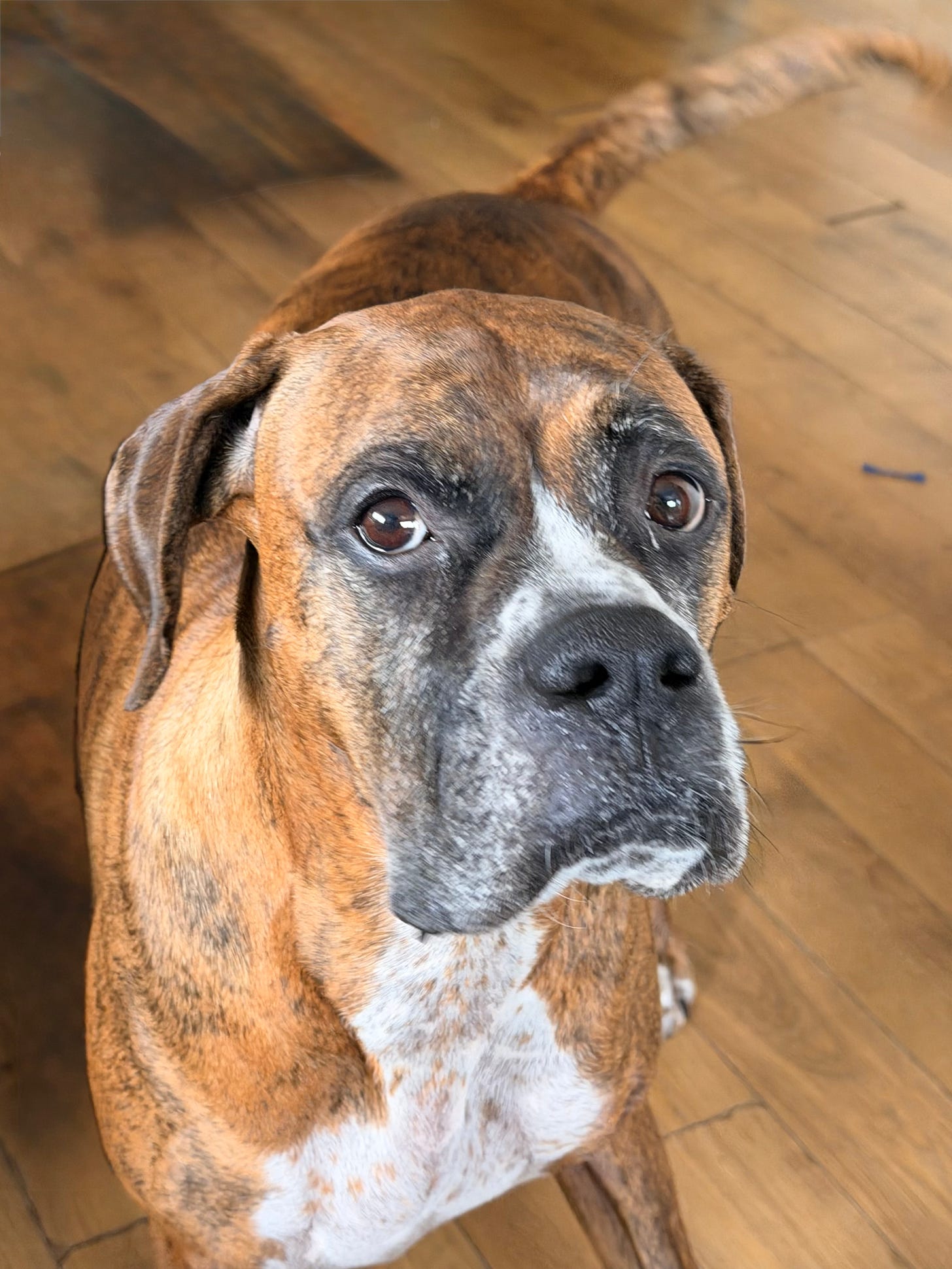 Murphy is a large brindle Boxer mix with a warm brown-and-black striped coat, a white chest and muzzle, soulful dark eyes, and a gentle expression as he looks up expectantly from a hardwood floor, his tail a blur from wagging. Murphy is a large brindle Boxer mix with a warm brown-and-black striped coat, a white chest and muzzle, soulful dark eyes, and a gentle expression as he looks up expectantly from a hardwood floor, his tail a blur from wagging.