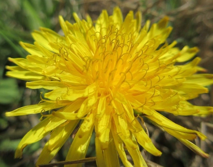 a close up of a yellow flower in a field