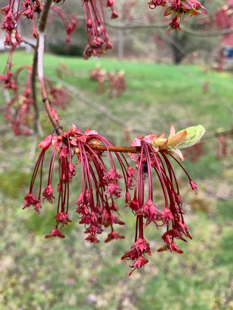 A view of early-spring flowers and maple trees.