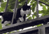 a black and white cat is sitting on a metal railing . a black and white cat is sitting on a metal railing .