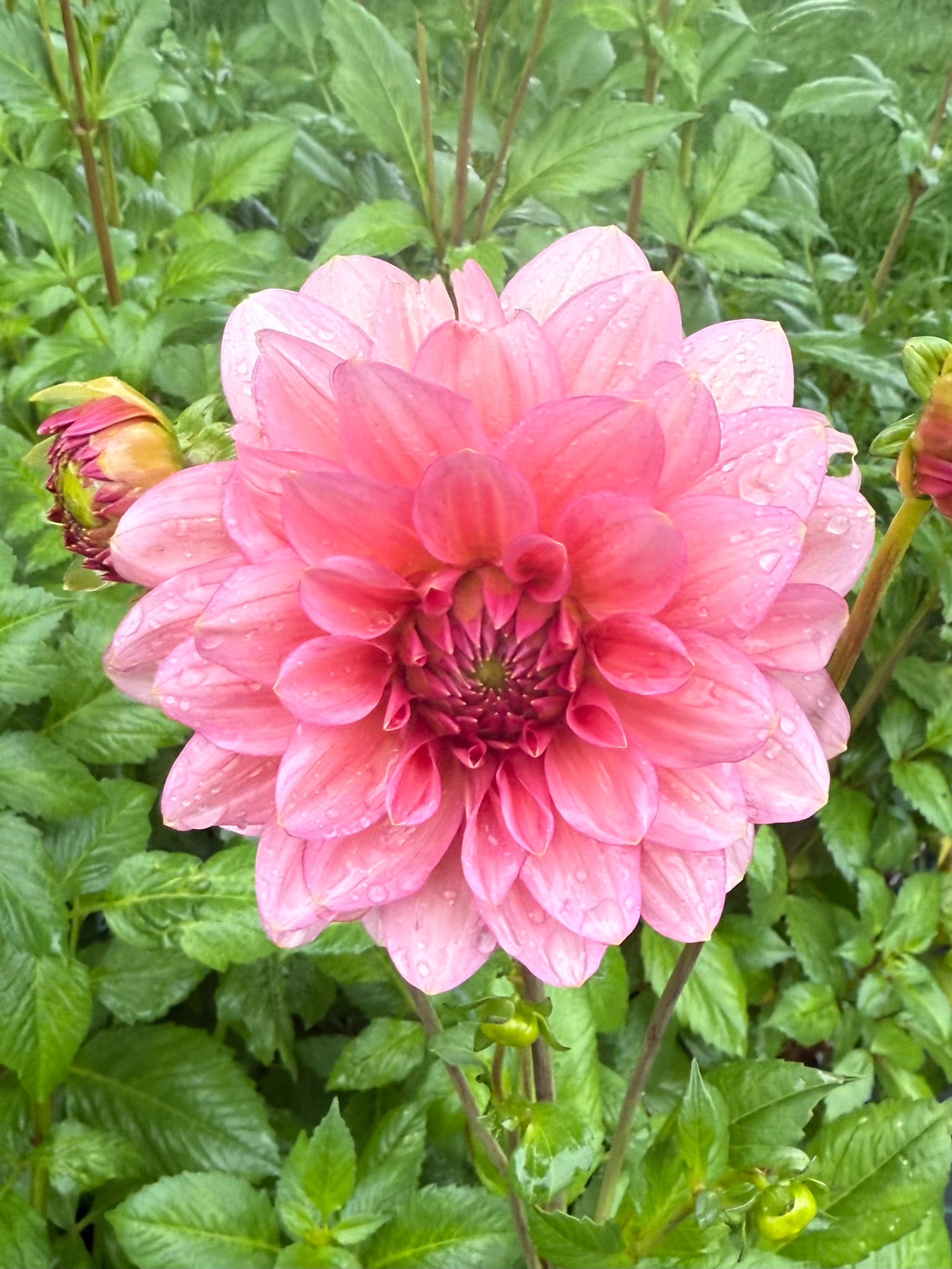 6 Considerations for your 2026 dahlia choices
