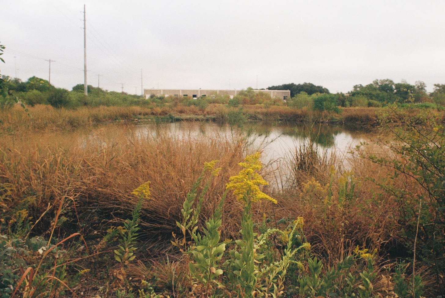 Goldenrod by a pond surround by tall grasses; warehouse building in the background