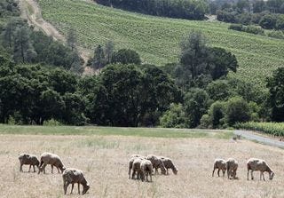 A - Somerston - grazing sheep and vineyard2 A - Somerston - grazing sheep and vineyard2