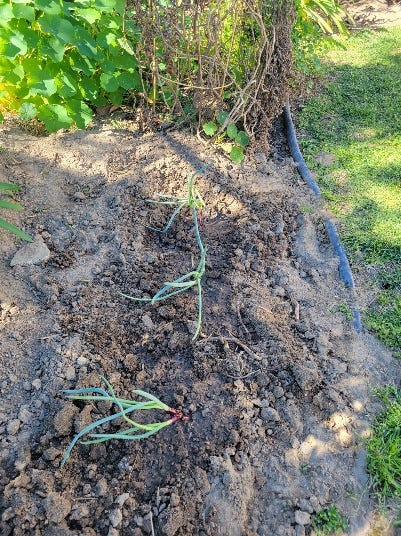 onion sprouts onion sprouts