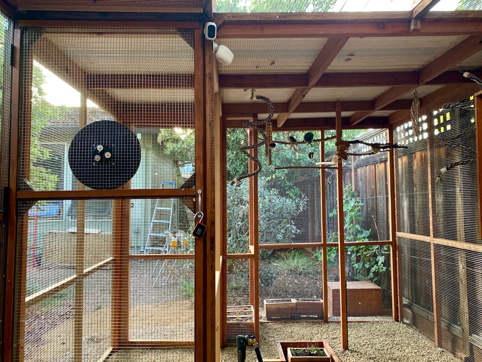 Aviary 2.0 - by Chris Hynes - cricket - Free Range Parrots
