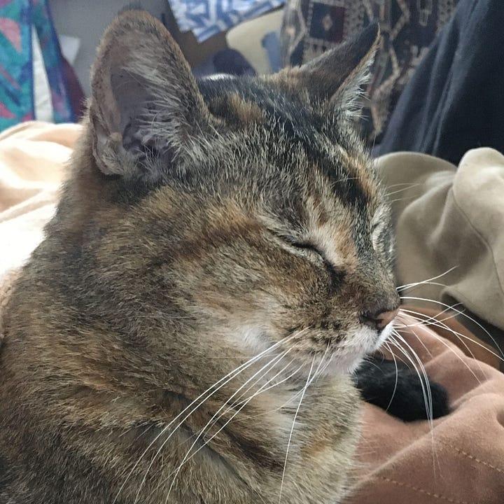 A gallery of four pictures of Willow's face. Three are cropped from other images in the post and one is her head resting on a blanket with eyes closed.
