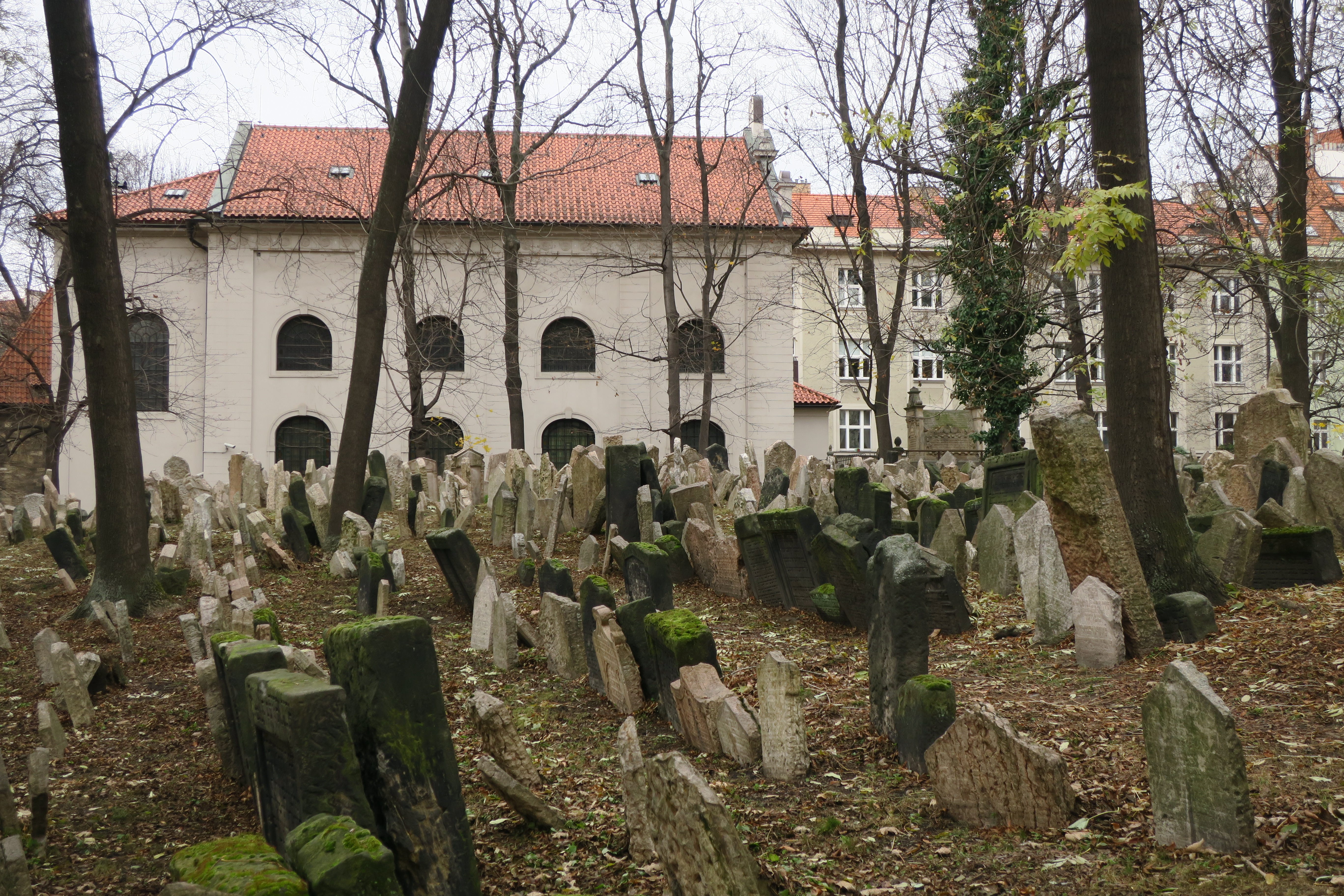 Qizlar va mushuk yaqindan