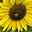 Iowa Blues's avatar