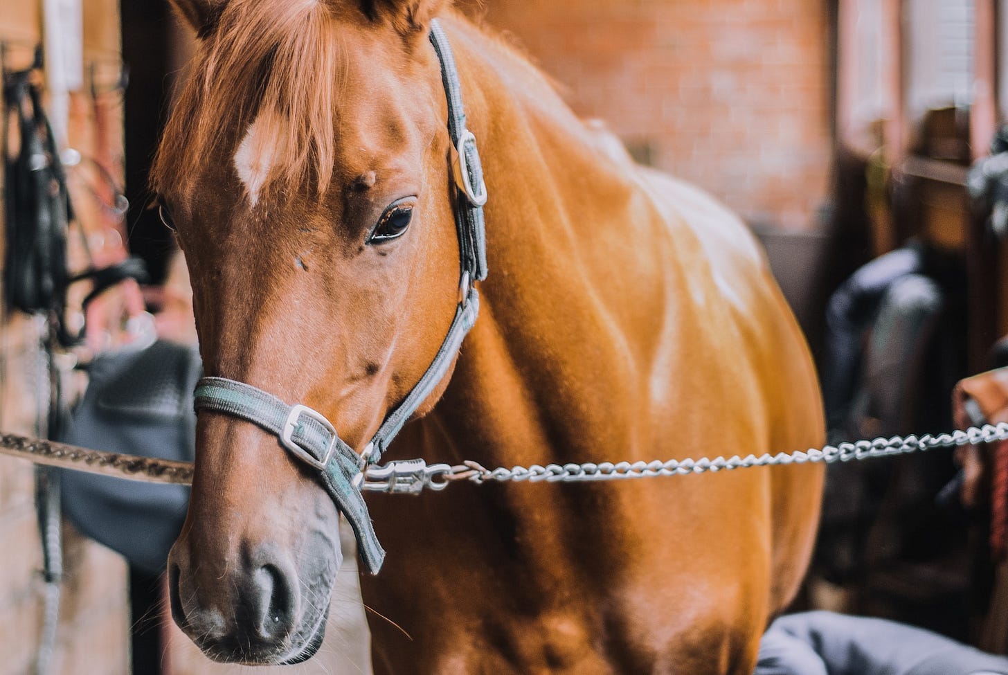 The horse is on the stable The horse is on the stable