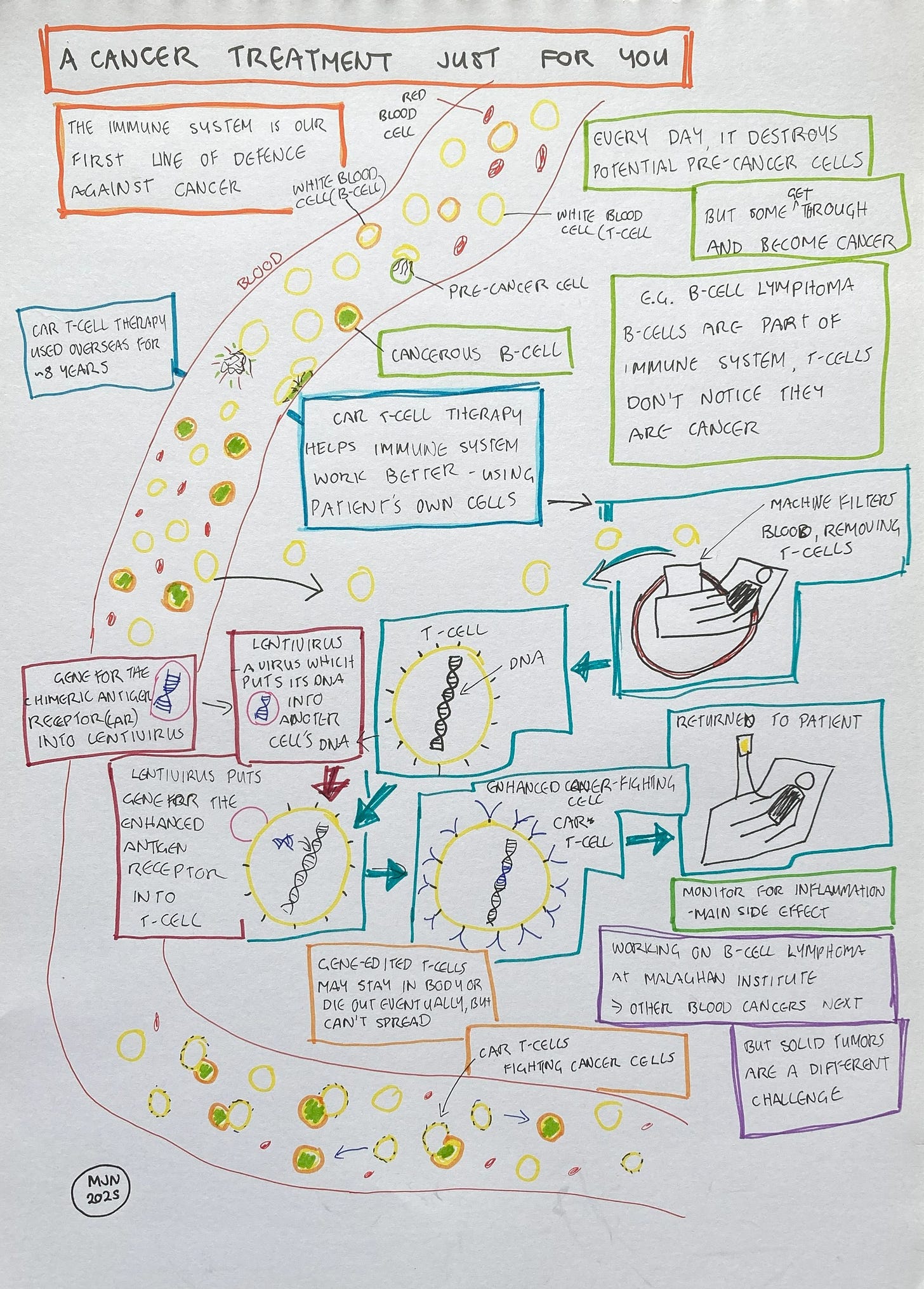 A diagram showing the basics of how CAR T-cell therapy works, as described in the text.