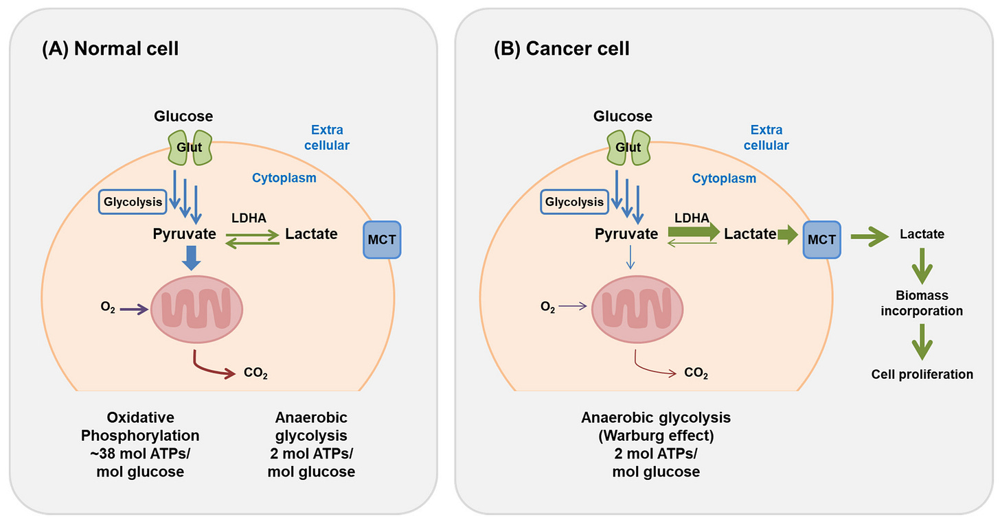 IJMS | Free Full-Text | Regulation of Cancer Metabolism by Deubiquitinating  Enzymes: The Warburg Effect