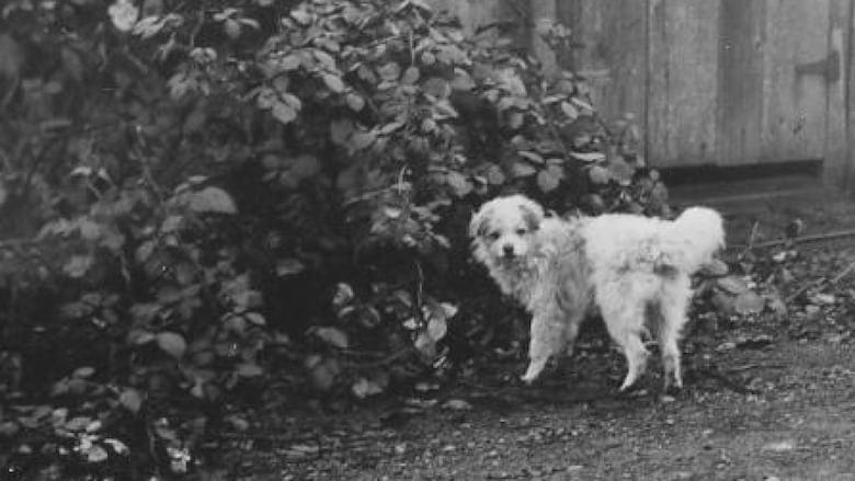 A small white dog is pictured in a garden in a black-and-white photograph. A small white dog is pictured in a garden in a black-and-white photograph.