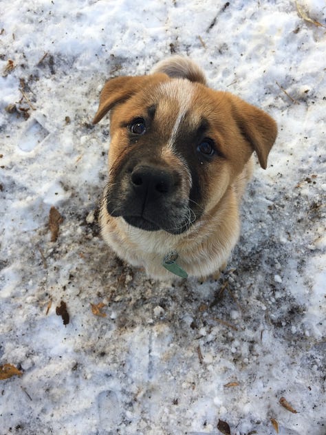 new mexico brown dog Reggie