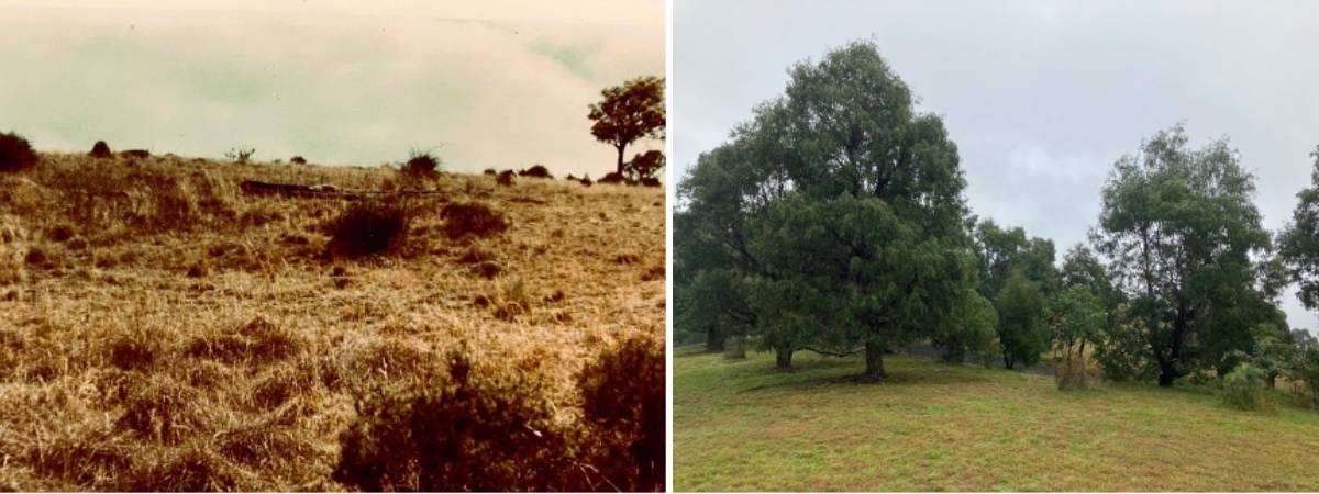 Middle earth in the kanimbla valley in 1980 and 2024 Middle earth in the kanimbla valley in 1980 and 2024