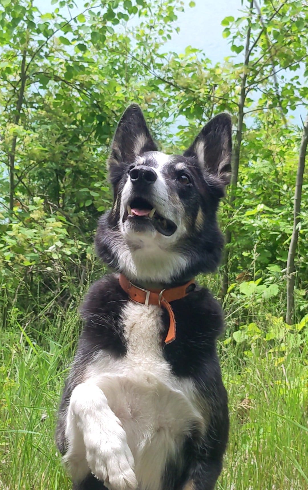 Dog sitting up watching for a stick to come flying overhead