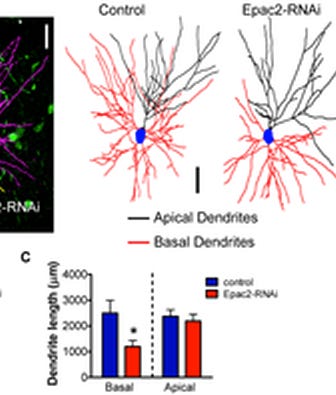 http://www.plosbiology.org/article/info%3Adoi%2F10.1371%2Fjournal.pbio.1001350
