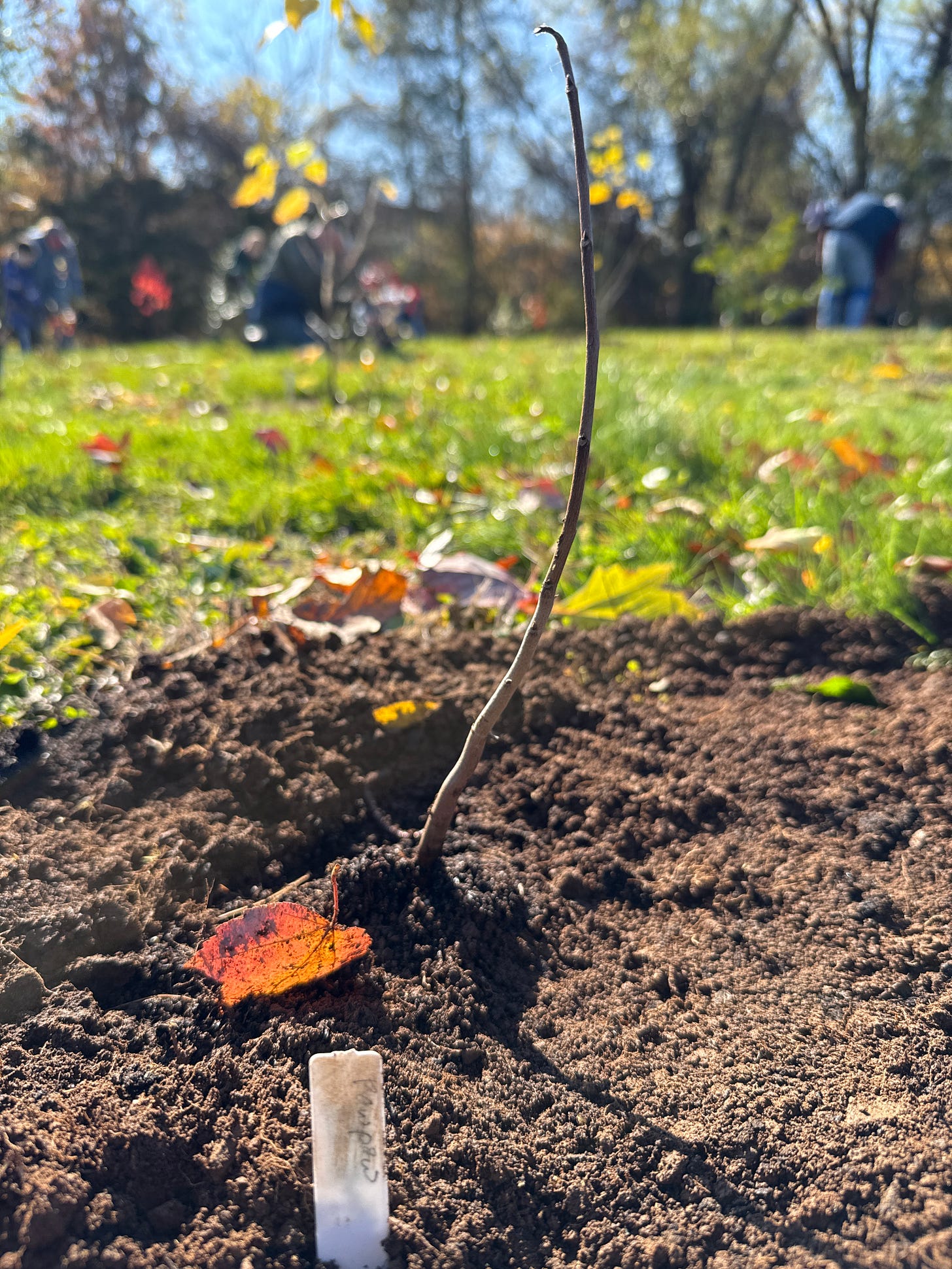 Pawpaw or Asimina triloba in Latin.
