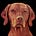 Vizsla Gonzetta Ficko XX's avatar