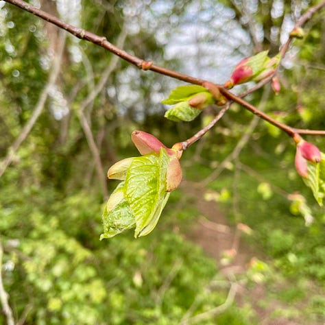 Linden tree