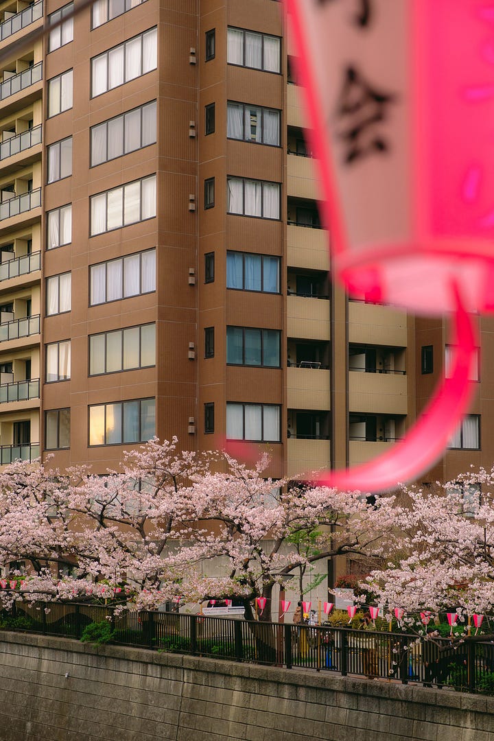 Cherry blossoms along the Meguro river, Tokyo