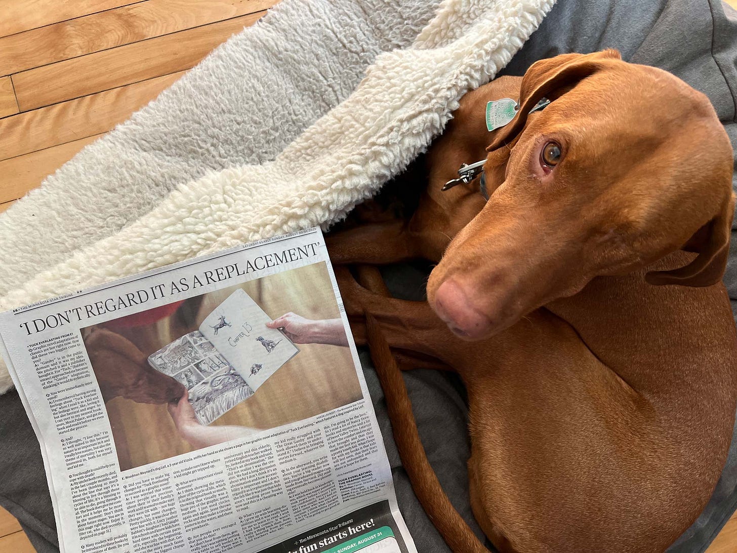 Leif, the one-eyed vizsla dog, reads about K. Woodman-Maynard’s graphic novel adaptation of Natalie Babbitt’s Tuck Everlasting. 