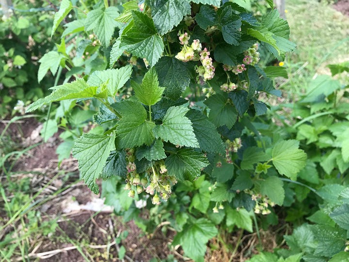 Two images of blackcurrant bushes with leaves and flowers